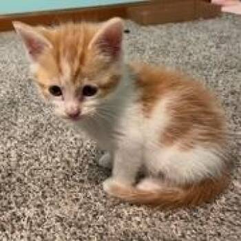 Domestic Short Hair Cats Available for Adoption in Springfield, Illinois - Bun | PetCurious