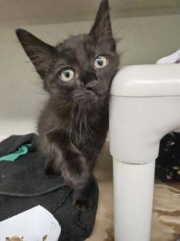 Elmer -  Domestic Medium Hair and Domestic Short Hair Cat for Adoption in Bellevue, Washington - Elmer | PetCurious
