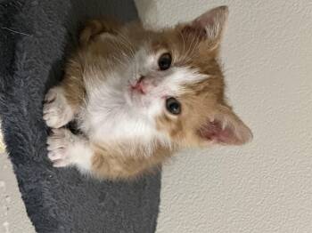 Rescue Domestic Medium Hair Cats for Adoption in San Saba, Texas - Beau | PetCurious