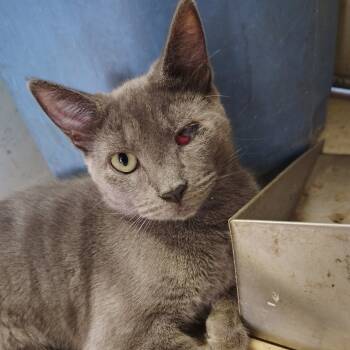 Rescue Domestic Short Hair Cats for Adoption in Long Beach, California - Reese | PetCurious