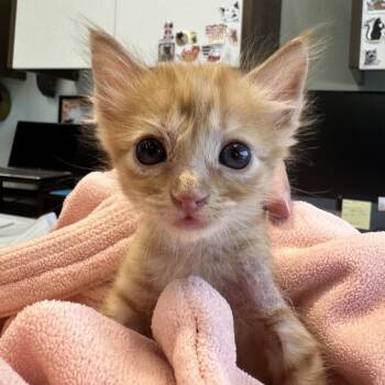 Marigold -  Domestic Short Hair Cat for Adoption in Abilene, Texas - Marigold | PetCurious