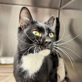 Domestic Short Hair Cats Available for Adoption in Atlanta, Georgia - Dama | PetCurious