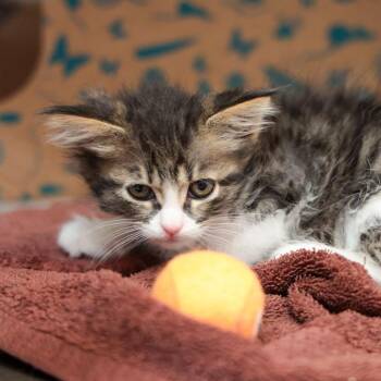 Maxine -  Domestic Medium Hair Cat for Adoption in Goleta, California - Maxine | PetCurious