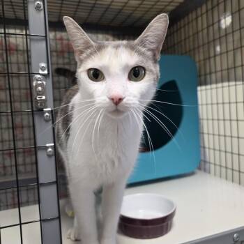 Bubbles -  Domestic Short Hair Cat for Adoption in Oshkosh, Wisconsin - Bubbles | PetCurious