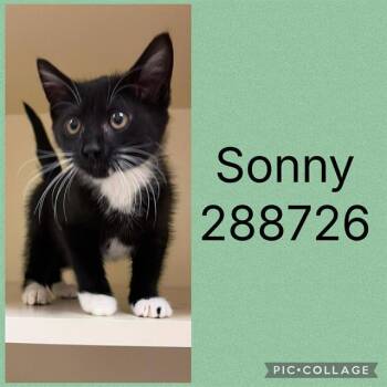 SONNY -  Domestic Short Hair Cat for Adoption in Macon, Georgia - SONNY | PetCurious