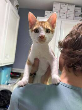 George -  Domestic Short Hair Cat for Adoption in Statesboro, Georgia - George | PetCurious