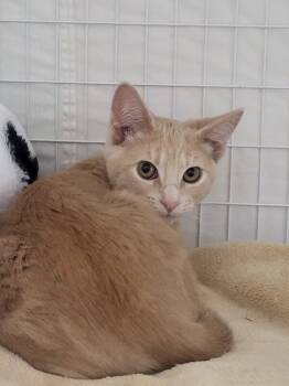 Val -  Domestic Short Hair Cat Available for Adoption in Diamond Springs, California - Val | PetCurious