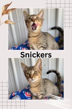 Rescue Domestic Short Hair Cats for Adoption in Pierceton, Indiana - Snickers | PetCurious