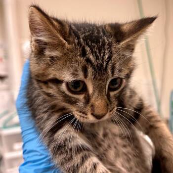 Sydney -  Domestic Short Hair Cat for Adoption in Woodinville, Washington - Sydney | PetCurious