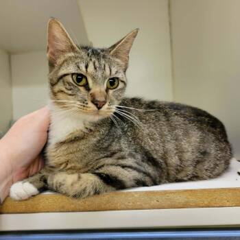 Wilhelmina -  Domestic Short Hair Cat for Adoption in Columbia, Missouri - Wilhelmina | PetCurious