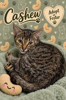 George fka Cashew (FCID# 09/10/2026 - 14) -  Tabby Cat for Adoption in Greenville, Delaware - George Fka Cashew (FCID# 09/10/2026 - 14) | PetCurious