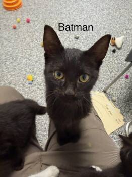 Batman -  Domestic Short Hair Cat for Adoption in Bryan, Ohio - Batman | PetCurious