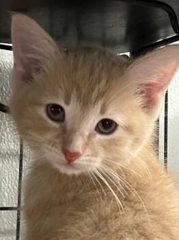Marcott -  Domestic Medium Hair Cat Available for Adoption in Saginaw, Michigan - Marcott | PetCurious