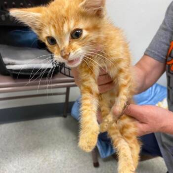 Peter Pumpkin Eater aka Peter Pumping Pants -  Domestic Short Hair Cat for Adoption in Hannibal, Missouri - Peter Pumpkin Eater Aka Peter Pumping Pants | PetCurious