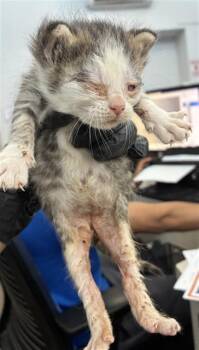 ARIES -  Domestic Short Hair Cat for Adoption in Dallas, Texas - ARIES | PetCurious