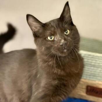 Domestic Short Hair Cats Available for Adoption in Red Bluff, California - *Captain | PetCurious