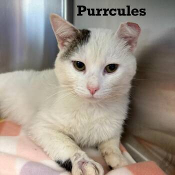 Domestic Short Hair Cats Available for Adoption in Parkersburg, West Virginia - Purrcules | PetCurious