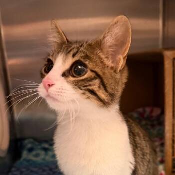 Rusty -  Domestic Short Hair Cat for Adoption in Murray, Utah - Rusty | PetCurious