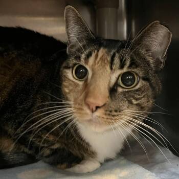 Domestic Short Hair Cats Available for Adoption - Cami - 7 Yo Senior | PetCurious