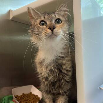 FRANNY FRANKFORD -  Domestic Short Hair Cat for Adoption in Barnstable, Massachusetts - FRANNY FRANKFORD | PetCurious