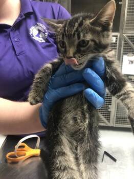 A429842 -  Domestic Short Hair Cat for Adoption in Conroe, Texas - A429842 | PetCurious