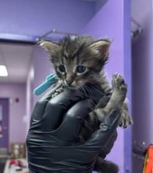 Tinker -  Domestic Short Hair Cat for Adoption in El Paso, Texas - Tinker | PetCurious