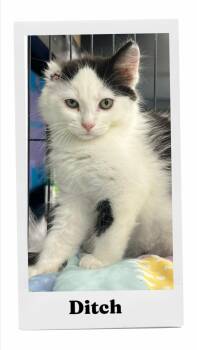 Ditch -  Domestic Medium Hair Cat for Adoption in Caistor Centre, Ontario - Ditch | PetCurious