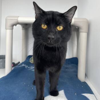 Domestic Short Hair Cats Available for Adoption - QuesaDillon | PetCurious