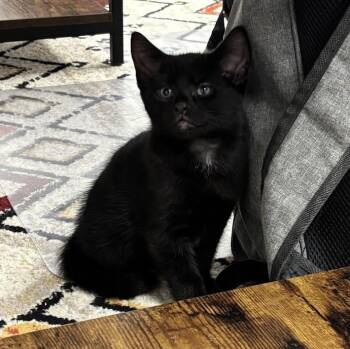 Felix -  Domestic Short Hair Cat for Adoption in Queenstown, Maryland - Felix | PetCurious