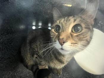 Nene -  Domestic Short Hair Cat for Adoption in New York, New York - Nene | PetCurious