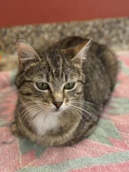 Tally -  Domestic Short Hair Cat for Adoption in Hackensack, Minnesota - Tally | PetCurious