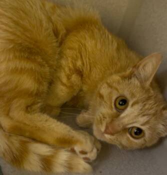 Cheeto Bean -  Domestic Short Hair Cat Available for Adoption in Osseo, Michigan - Cheeto Bean | PetCurious