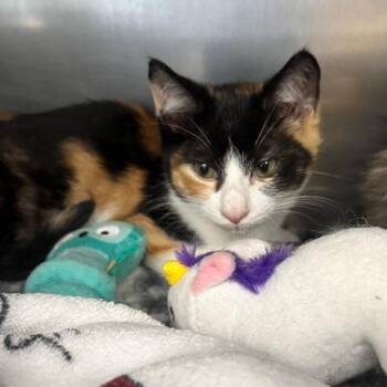 Onion -  Domestic Short Hair Cat for Adoption in Brockton, Massachusetts - Onion | PetCurious