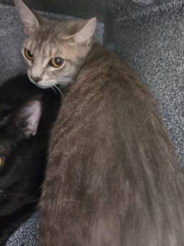 Midge -  Domestic Short Hair Cat for Adoption in Athens, Tennessee - Midge | PetCurious