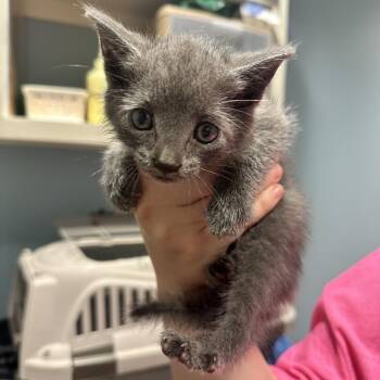 Earl Grey -  Domestic Short Hair Cat for Adoption in Chattanooga, Tennessee - Earl Grey | PetCurious