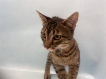 Junior -  Domestic Short Hair Cat for Adoption in Golden Valley, Minnesota - Junior | PetCurious