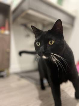 TUXEDO -  Domestic Short Hair Cat for Adoption in Broomfield, Colorado - TUXEDO | PetCurious