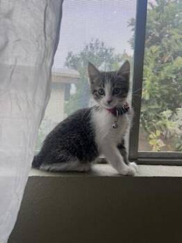 Roxy -  Domestic Short Hair Cat Available for Adoption in San Diego, California - Roxy | PetCurious