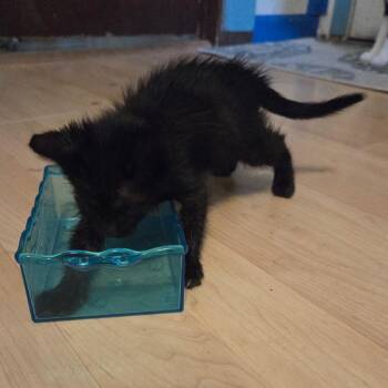 Ashes -  Domestic Short Hair Cat for Adoption in Incline Village, Nevada - Ashes | PetCurious