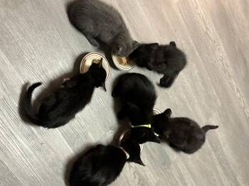 Cello -  American Shorthair Cat for Adoption in Bethel Park, Pennsylvania - Cello | PetCurious
