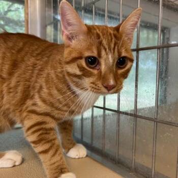 Domestic Short Hair Cats Available for Adoption in Leander, Texas - Curly | PetCurious