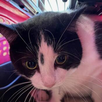 Rescue Tuxedo Cats for Adoption - Madison | PetCurious