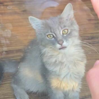 Celeste -  Domestic Medium Hair Cat for Adoption in Columbia, Missouri - Celeste | PetCurious