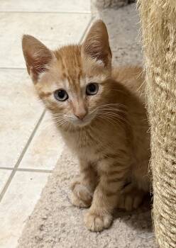 Peanut -  Domestic Short Hair Cat for Adoption in East Hanover, New Jersey - Peanut | PetCurious