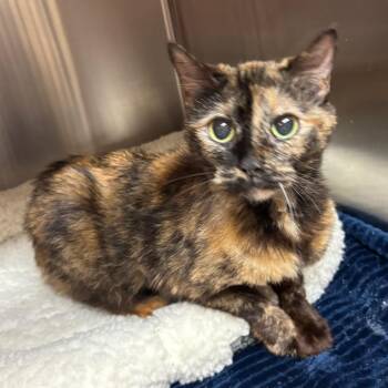 Truffles -  Domestic Short Hair Cat for Adoption in Los Angeles, California - Truffles | PetCurious