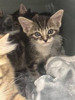 Coy Parton -  Domestic Short Hair Cat for Adoption in Atlanta, Georgia - Coy Parton | PetCurious