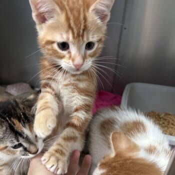 Domestic Short Hair Cats Available for Adoption in Lakeland, Florida - Goose | PetCurious