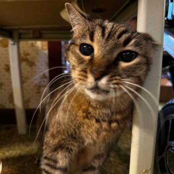 Elsa -  Domestic Short Hair Cat for Adoption in Hammond, Louisiana - Elsa | PetCurious