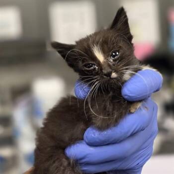 EREN - NEEDS FOSTER -  Domestic Short Hair Cat for Adoption in Ontario, California - EREN - NEEDS FOSTER | PetCurious