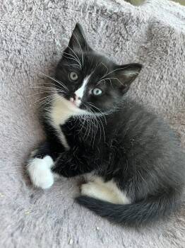 Domestic Short Hair Cats Available for Adoption in Trenton, New Jersey - Dapple | PetCurious